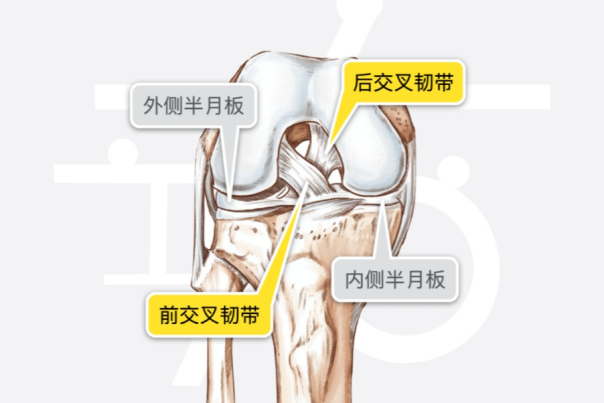 【康医科普】前交叉韧带断裂怎么办