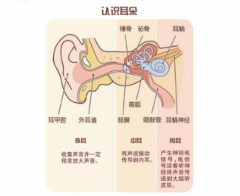 【康医科普】保护耳朵，倾听世界