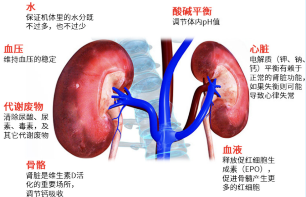 【康医科普】世界肾脏日：健康生活 “肾”过一切