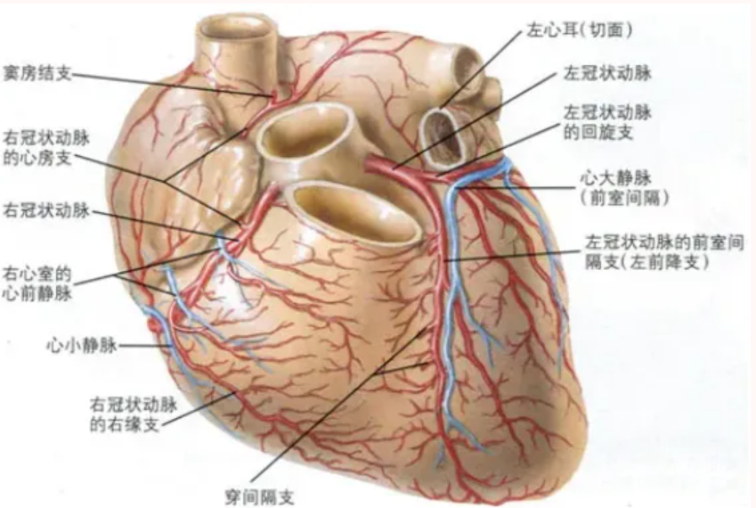 【康医科普】冠心病及冠脉CTA您了解多少？