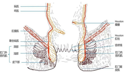 【康医科普】给主人尊严的肌肉---肛门括约肌